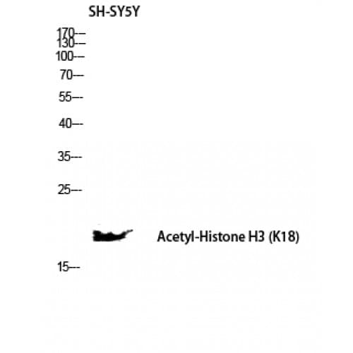 Histone H3 Antibody (1-80 aa)