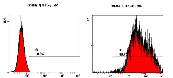 Stem Cell Marker TRA-1-60 Antibody (clone TRA-1-60)