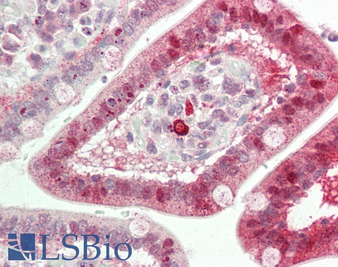 IHC-plus™ TFPI / LACI Antibody