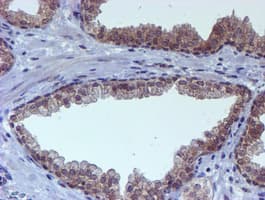 TIP48 / RUVBL2 Antibody (clone OTI1D9)