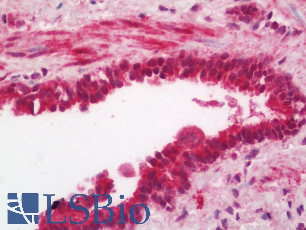 HSBP1 Antibody (HRP)