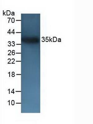 CD72 Antibody (aa143-345)