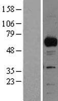 Human RBPJ Protein (Over-Expression Lysate Myc-DDK (Flag))
