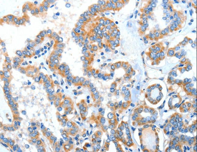XBP1 Antibody