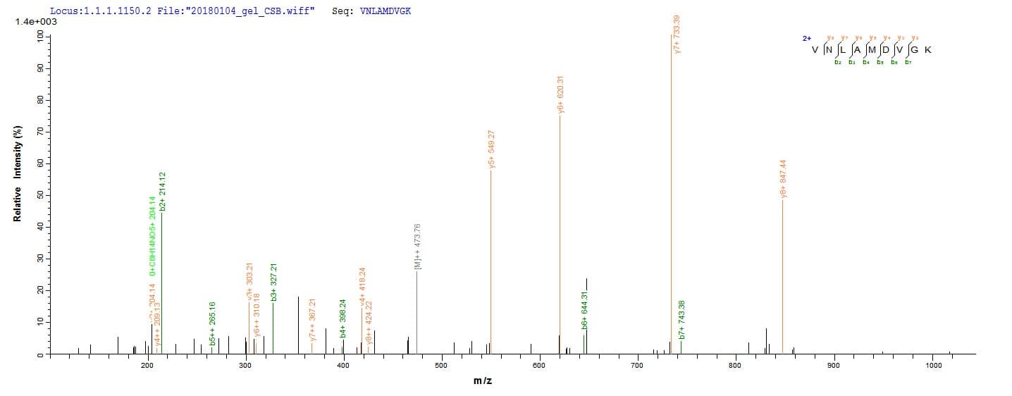 Mouse PKM / Pyruvate Kinase, Muscle Protein (Recombinant 10His, N-terminus + Myc, C-terminus)