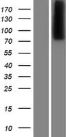 CPXM1 / CPXM Protein (Over-Expression Lysate Myc-DDK (Flag))