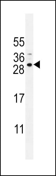 SPACA5 Antibody (aa17-45)