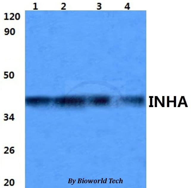 INHA / Inhibin Alpha Antibody