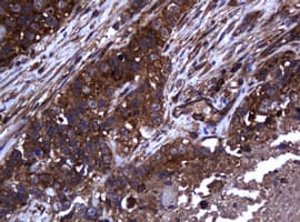 COG6 Antibody (clone OTI3C8, Carrier-free)