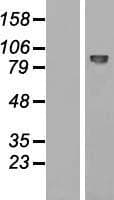 ADGRE2 / EMR2 Protein (Over-Expression Lysate Myc-DDK (Flag))