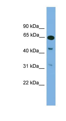 Polyclonal Rabbit anti-Mouse NPAS1 Antibody (aa421-470, WB)