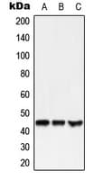 Polyclonal Rabbit anti-Human MLNR/GPR38/Motilin Receptor Antibody (C-Terminus, WB)