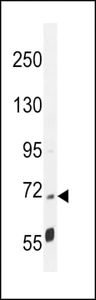 PPP1R37 Antibody (aa36-64)