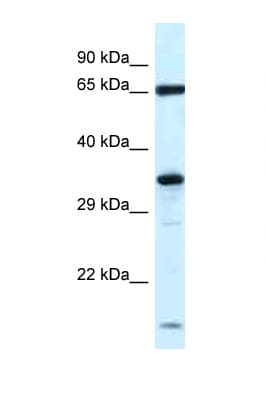 Polyclonal Rabbit anti-Rat KLHL12 Antibody (N-Terminus, WB)