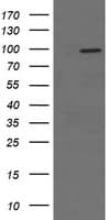 NCAM / CD56 Antibody (clone OTI2D4)