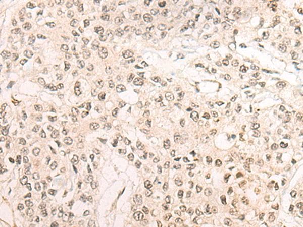 WEE1 Antibody