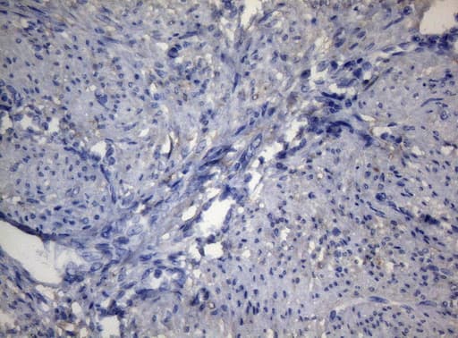ADH5 Antibody (aa1-266, clone OTI10A10)