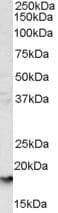 IHC-plus™ GYPA / CD235a / Glycophorin A Antibody (aa139-150)