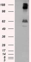 LIPG / Endothelial Lipase Antibody (clone OTI9F2, Carrier-free)