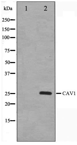 CAV1 / Caveolin 1 Antibody