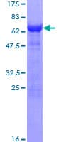 Human ITGB1BP2 / MELUSIN Protein (Recombinant GST)