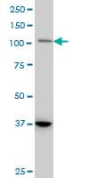 STAT2 Antibody (clone 5G7)