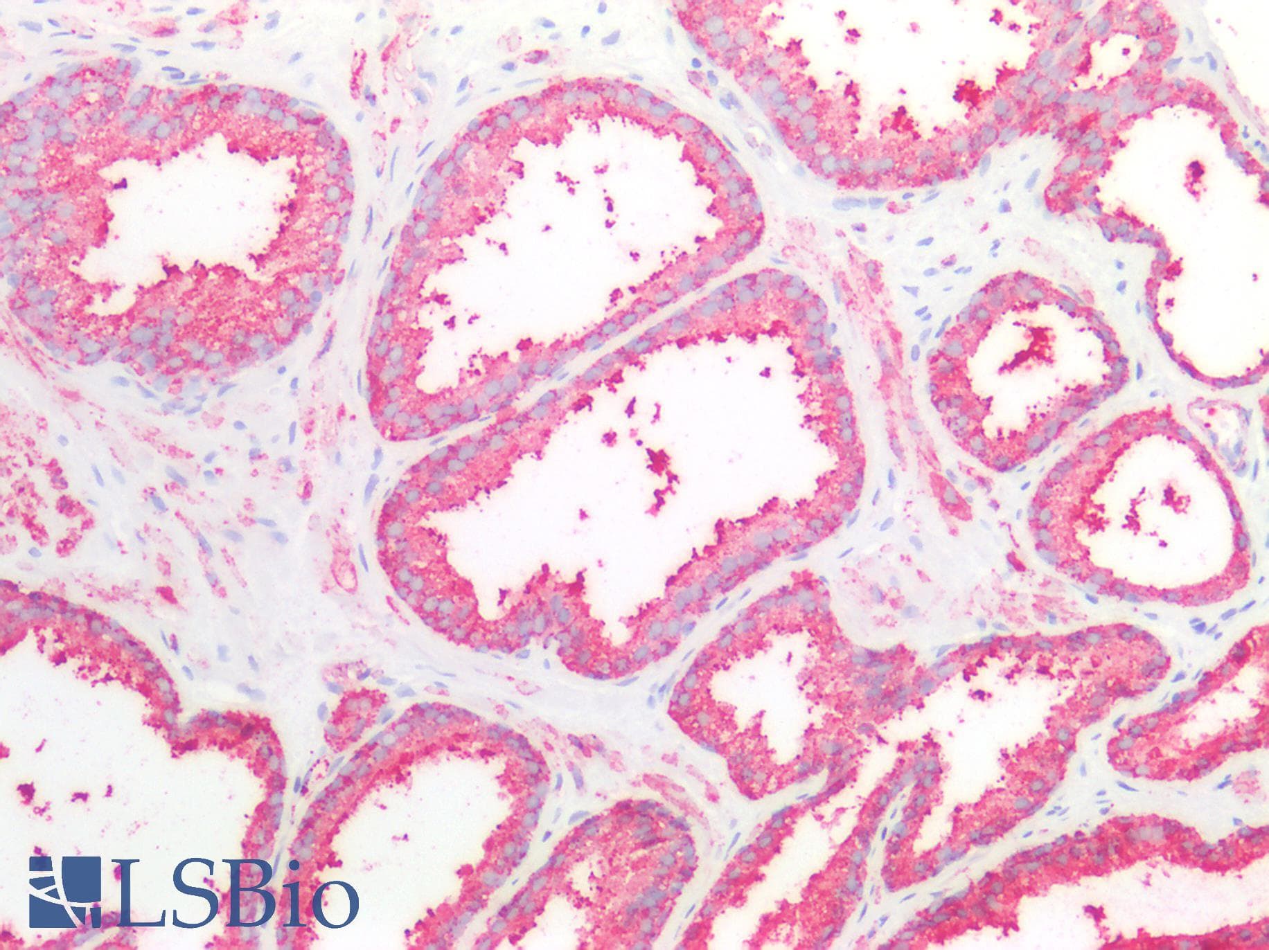 Polyclonal Rabbit anti-Human REXO2 Antibody (aa41-213, IHC, WB)