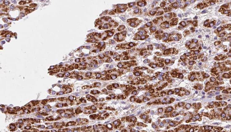 FXYD1 / Phospholemman Antibody