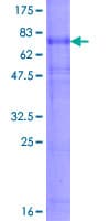 Human RNF133 Protein (Recombinant GST)