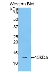 Mucin 2 / MUC2 Antibody (aa5075-5179, Biotin)