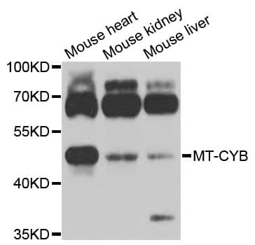 CYTB / MT-CYB Antibody