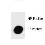 c-Kit / CD117 Antibody (phospho-Thr357)