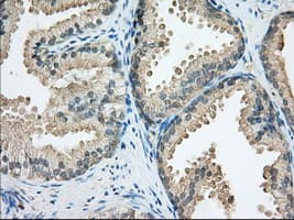 SNX9 / WISP Antibody (clone OTI1E4)