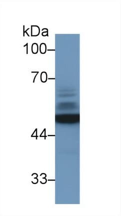 ENO2 / NSE Antibody (aa2-434, APC)