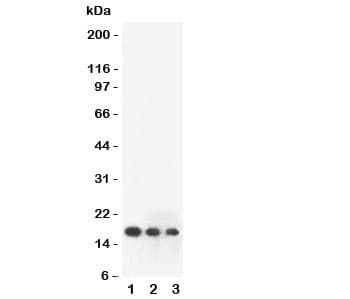 FGF2 / Basic FGF Antibody (aa143-288)