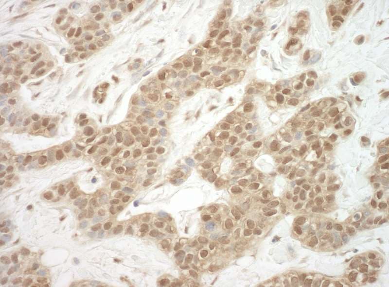 ADRM1 Antibody (aa300-350)