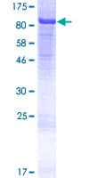 Human NCAPH2 / CAP-H2 Protein (Recombinant GST)