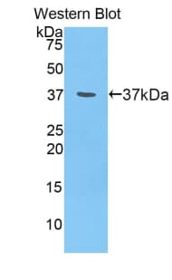 Nesfatin-1 Antibody (aa26-106, Biotin)