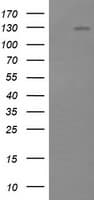 PIK3CG / PI3K Gamma Antibody (clone OTI6H5)
