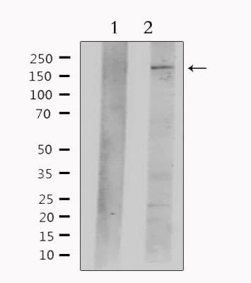 NES / Nestin Antibody
