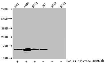 Polyclonal Rabbit anti-Human HIST1H2BN Antibody (IHC, IF, WB)
