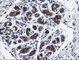 RAB37 Antibody (clone OTI2F1)