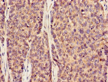 SLC20A1 Antibody