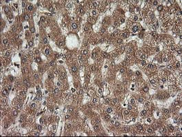 Monoclonal Mouse anti-Human KLK8 / Kallikrein 8 Antibody (clone OTI1D2, IHC, IF, WB)