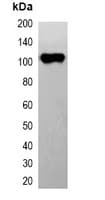Monoclonal Mouse EYFP Tag Antibody (WB)
