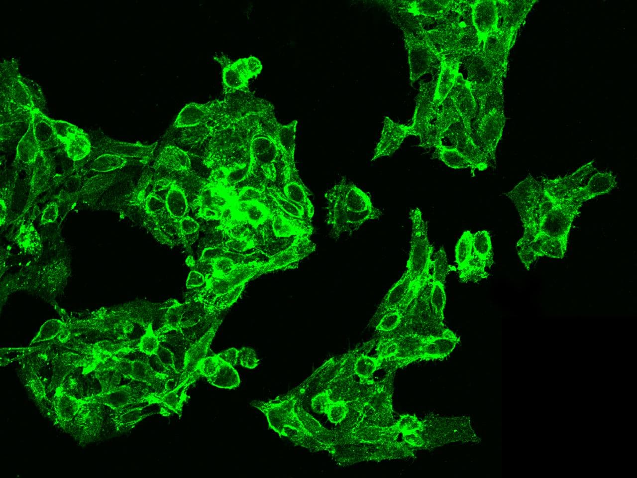 CXADR Antibody (Preservative Free)