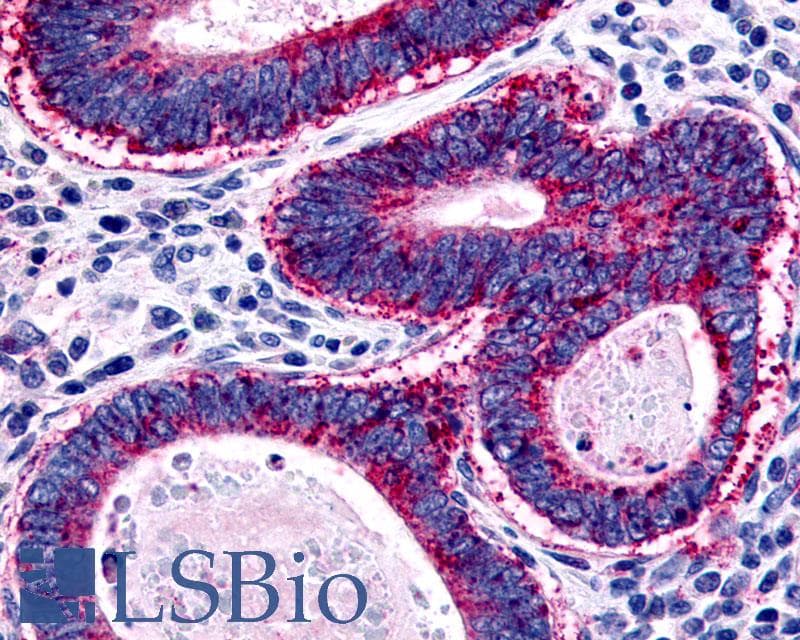 IHC-plus™ GPR45 Antibody (N-Terminus)