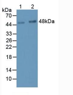 LRG1 / LRG Antibody