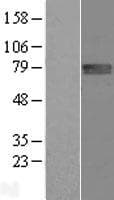 FLRT1 Protein (Over-Expression Lysate Myc-DDK (Flag))
