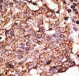 SIGLEC6 Antibody (aa381-412)
